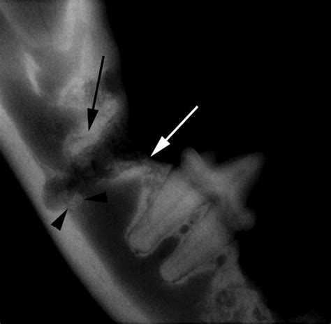 Cat bites generally produce small, deep puncture wounds that are difficult to clean. Extraction Complications: Part 1