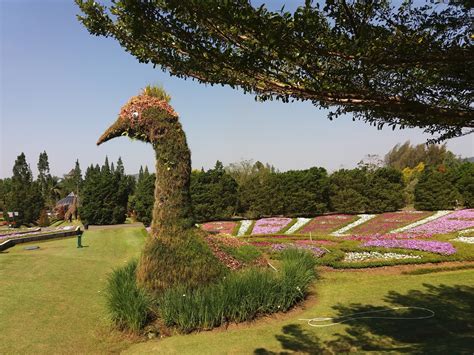 Taman bunga ini merupakan taman display bunga pertama di indonesia. Liburan Ke Taman Bunga Nusantara Cipanas Part 2