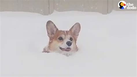 Happy Corgi Runs Through Snow Youtube