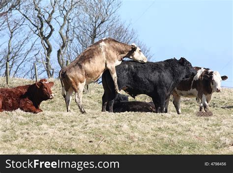 Mating Cows Free Stock Images And Photos 4798456