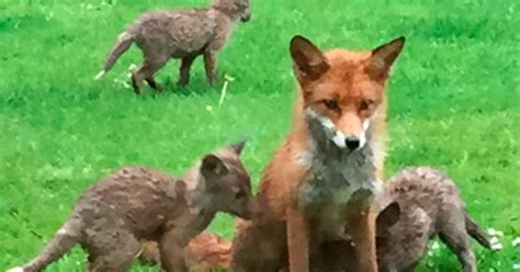 Team Of Foxes Take Up Residence In Womans Back Garden And Shes From