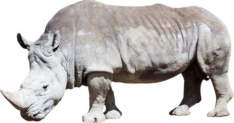 Rhinoceros Png Photos Png Mart