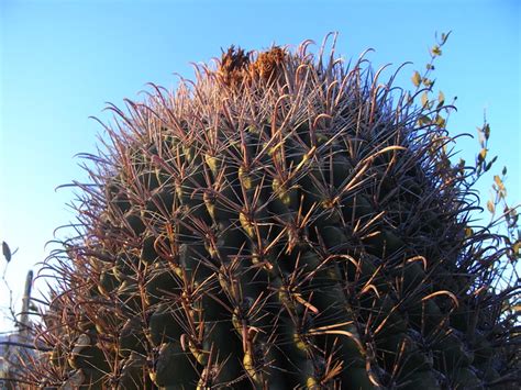 The fish hook barrel cactus leans toward the south, creating shade on its side to prevent sunburn. Giant Fish-hook Barrel Cactus | Flickr - Photo Sharing!