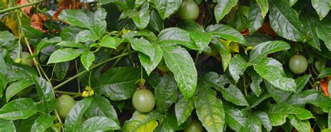 Passion fruit vines like what i would call an average amount of water, i water my plant twice per week during the growing season and once per month during the winter. Passion fruit | Kai GardensKai Gardens