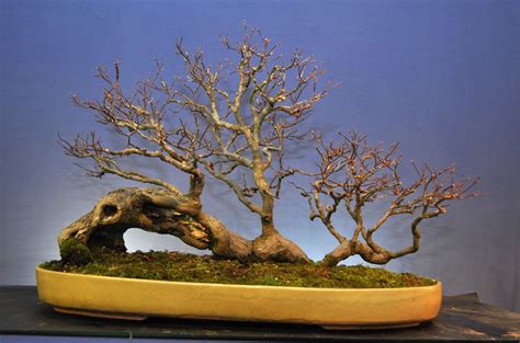 Bonsai Haven Bonsai Style Raft