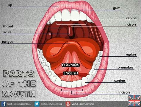 Parts Of The Mouth English Vocabulary Words English Vocabulary