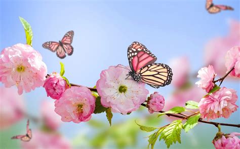 Spring Butterfly Wallpaper High Quality Resolution On