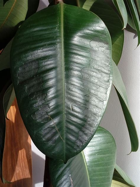 Black Patches On Leaf Of Rubber Tree — Bbc Gardeners World Magazine
