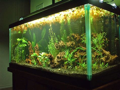 30 Gallon Planted Aquarium A Photo On Flickriver