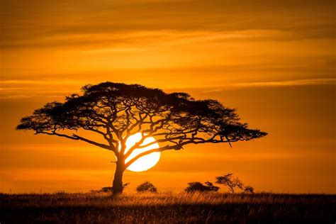 Sunrise On The Serengeti Africa Sunset African Sunset African Tree