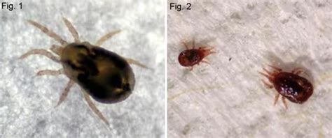 External Mite And Insect Parasites Of Backyard Chickens Entomology