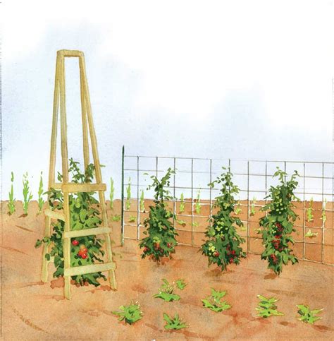 The Best Homemade Tomato Cages Mother Earth News