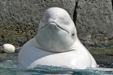 Oh Baby Belugatwo New Beluga Whales Imprisoned At