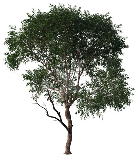Elm Tree Png Overlay By Lewis4721 On Deviantart