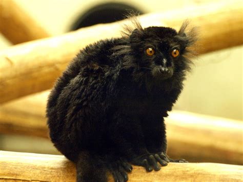 Black Lemur Zoochat