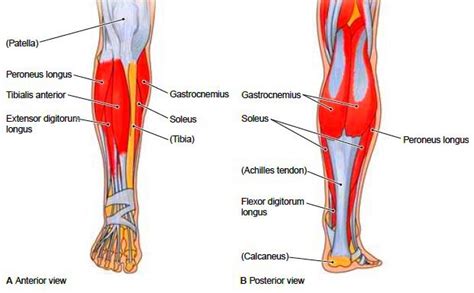 Leg Muscle Diagram 6 Easy Tips To Get Bigger Calves Big Calves