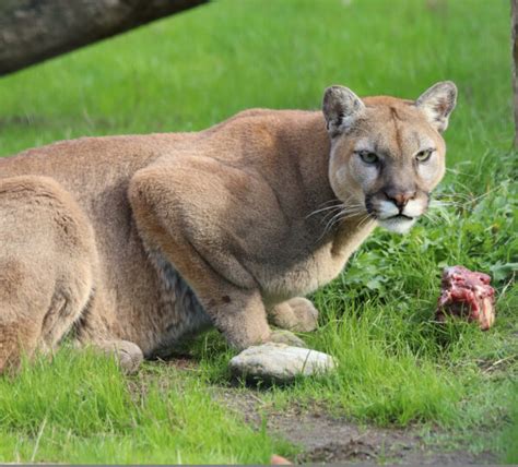 Cougar Cougar Mountain Zoo