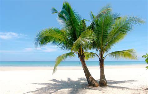 Wallpaper Sand Sea Wave Beach Summer The Sky Palm Trees Shore