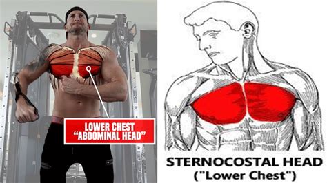 5 Forgotten Lower Chest Exercises For Perfect Pecs Youtube