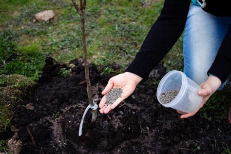 Fertilizing Apple Tree These Tips To Keep In Mind