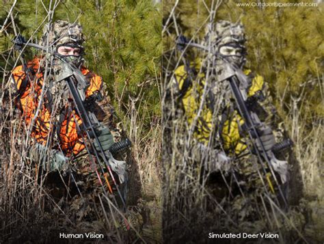 Why Do Hunters Wear Bright Orange When Hunting Rnostupidquestions