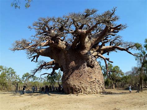 The Little Prince And The Baobab Trees Of Africa Tillism طلسم