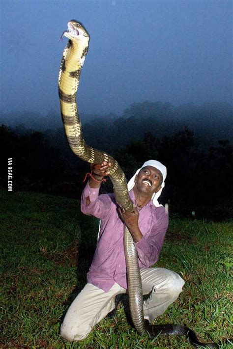 King Cobra From India Human For Scale Your Turn Australia 9gag