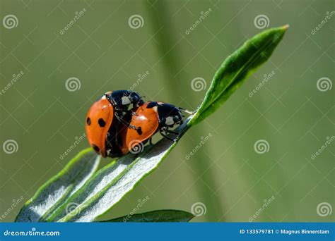 Two Ladybugs Mating Within A Flower Royalty Free Stock Photo