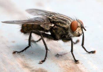 Check spelling or type a new query. Cluster Flies | Bathnes