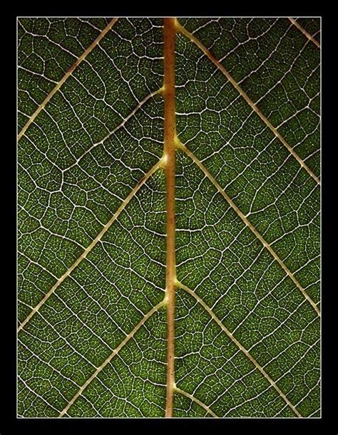 Natures Geometry In 2020 Geometry In Nature Fractals In Nature