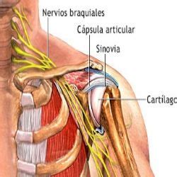Bursae are everywhere in the body. 6 Different Types of Shoulder Injuries | Human anatomy and physiology, Physiology, Shoulder anatomy