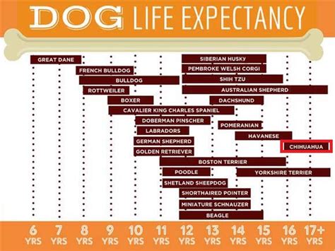 Chihuahua Life Expectancy
