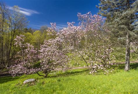 This tree is regarded as the tree of love. Two Pink Flowering Trees On A Grentle Sloping Hill In ...