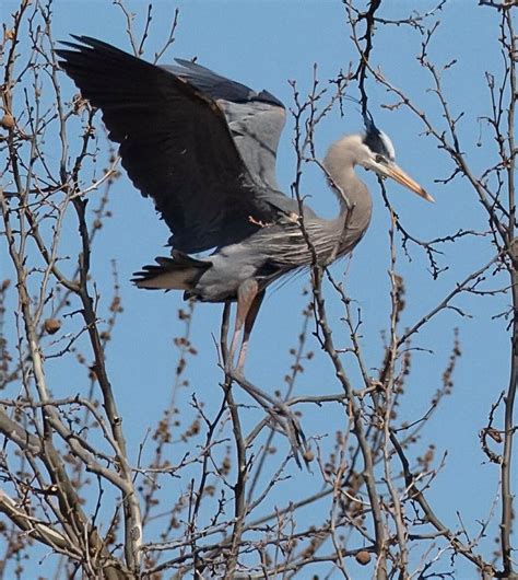 Great Blue Herons Are Nesting Outside My Window