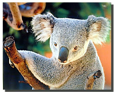 Koala Bear Poster Animal Posters