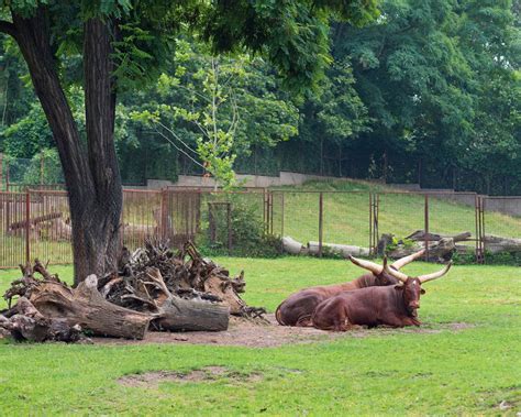 Do Zoos Do More Harm Than Good Here Are The Pros And Cons