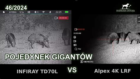 Pojedynek gigantów TD70L VS ALPEX 4K SUDECKA OSTOJA 46 2024 hunting