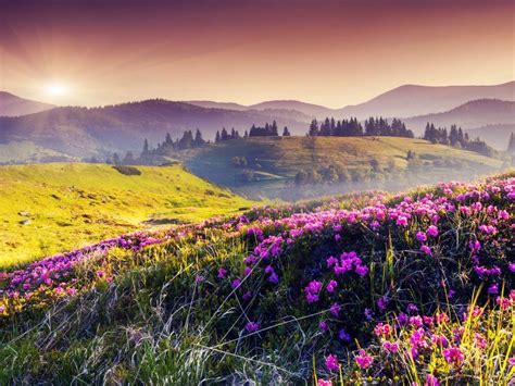 Image Result For Hills With Flowers Landscape Wallpaper Beautiful