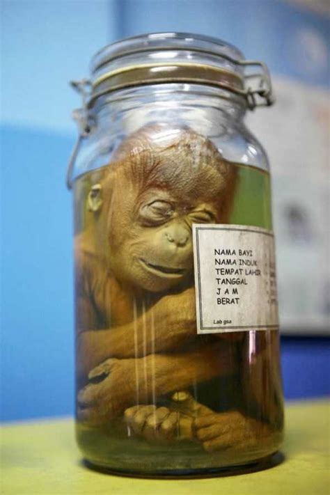 Creepy Things Preserved In Jars Klykercom