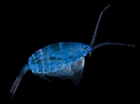 New Species Of Plankton Discovered Photo 1 Pictures Cbs News
