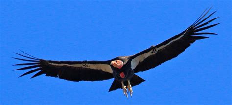 California Condors At Pinnacles Pinnacles National Park Us