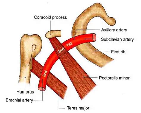 Axillary Artery Anatomy Branches Mnemonic Clinical Points Learn