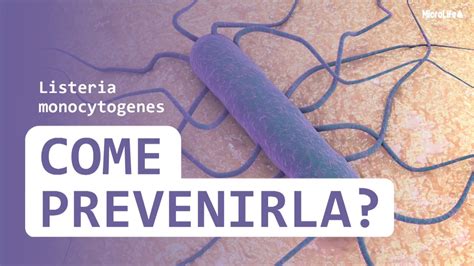 Listeria Monocytogenes Microlife Lab Inverigo Co Youtube
