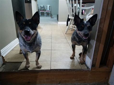 Biscuit And Butters Chi Heelers Blue Heelerchihuahua Mix Chihuahua
