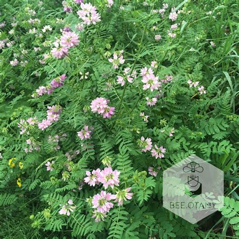 Securigera Varia Commonly Known As Crown Vetch Purple Crownvetch Is A