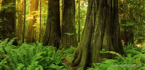Giant Red Ceders At Cathedral Grove Forest Photo From Cathedral Grove