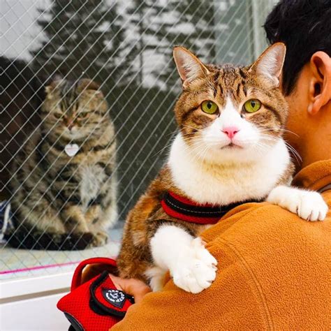 Guy Takes His Two Cats On His Travels Around Japan