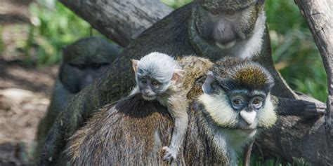 Allens Swamp Monkey Science Qanda Smithsonians National Zoo
