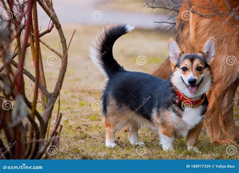 Puppy Corgi Stands In Full Height Smiles Stock Image Image Of