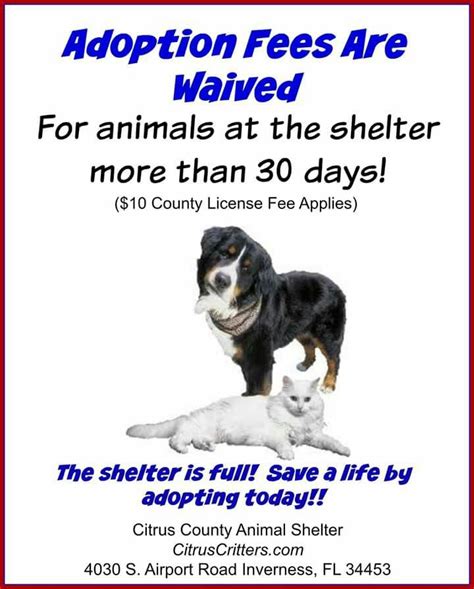 Adoption Fee Waived For All Animals Over 30 Days Animal Shelter